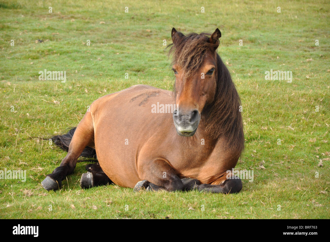 Brown wild horse hi-res stock photography and images - Alamy