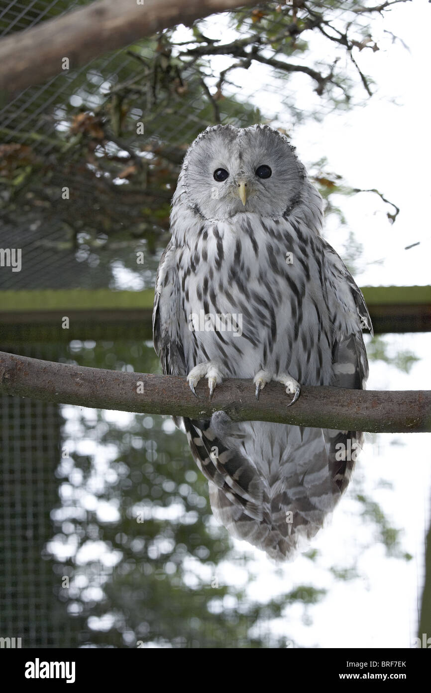 Ural owl (strix uralensis) perching on branch Stock Photo