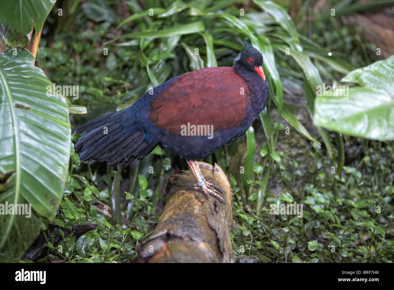 Pheasant pigeon (otidiphaps nobilis Stock Photo Alamy