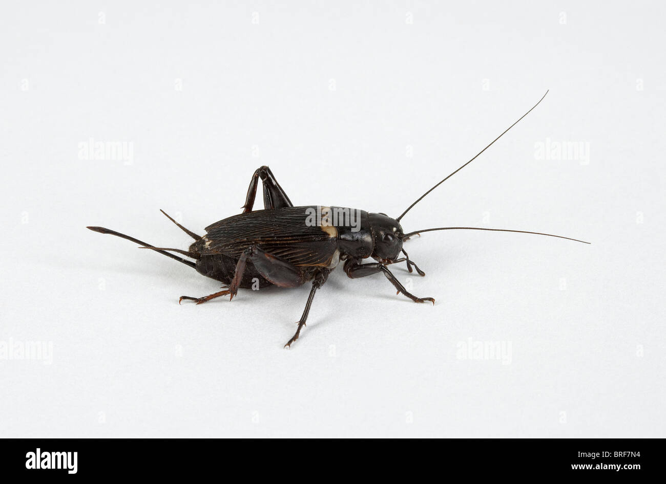 Gryllus assimilis (common black cricket) against white background Stock Photo
