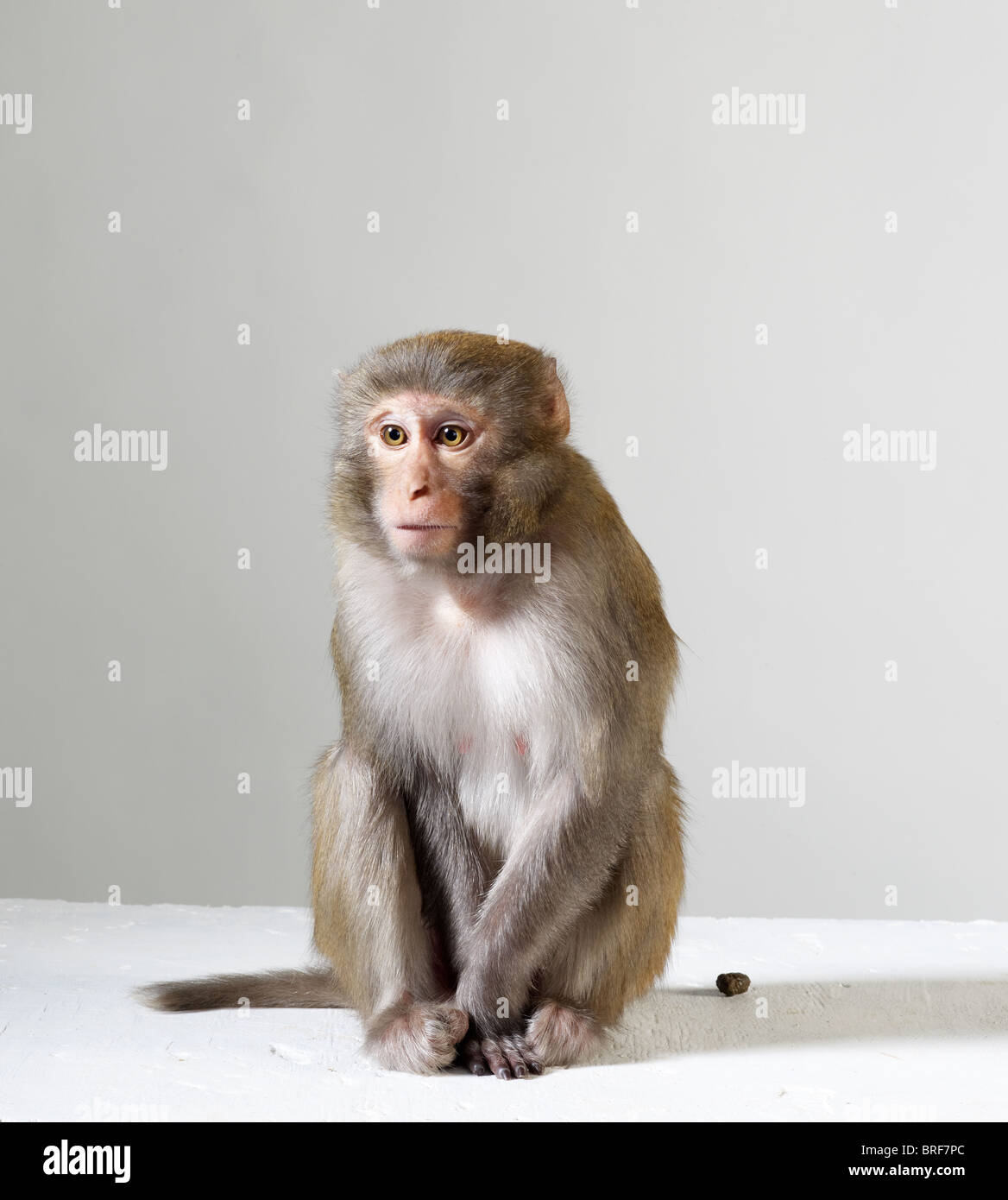Rhesus Macaque (Macaca mulatta) against grey background Stock Photo