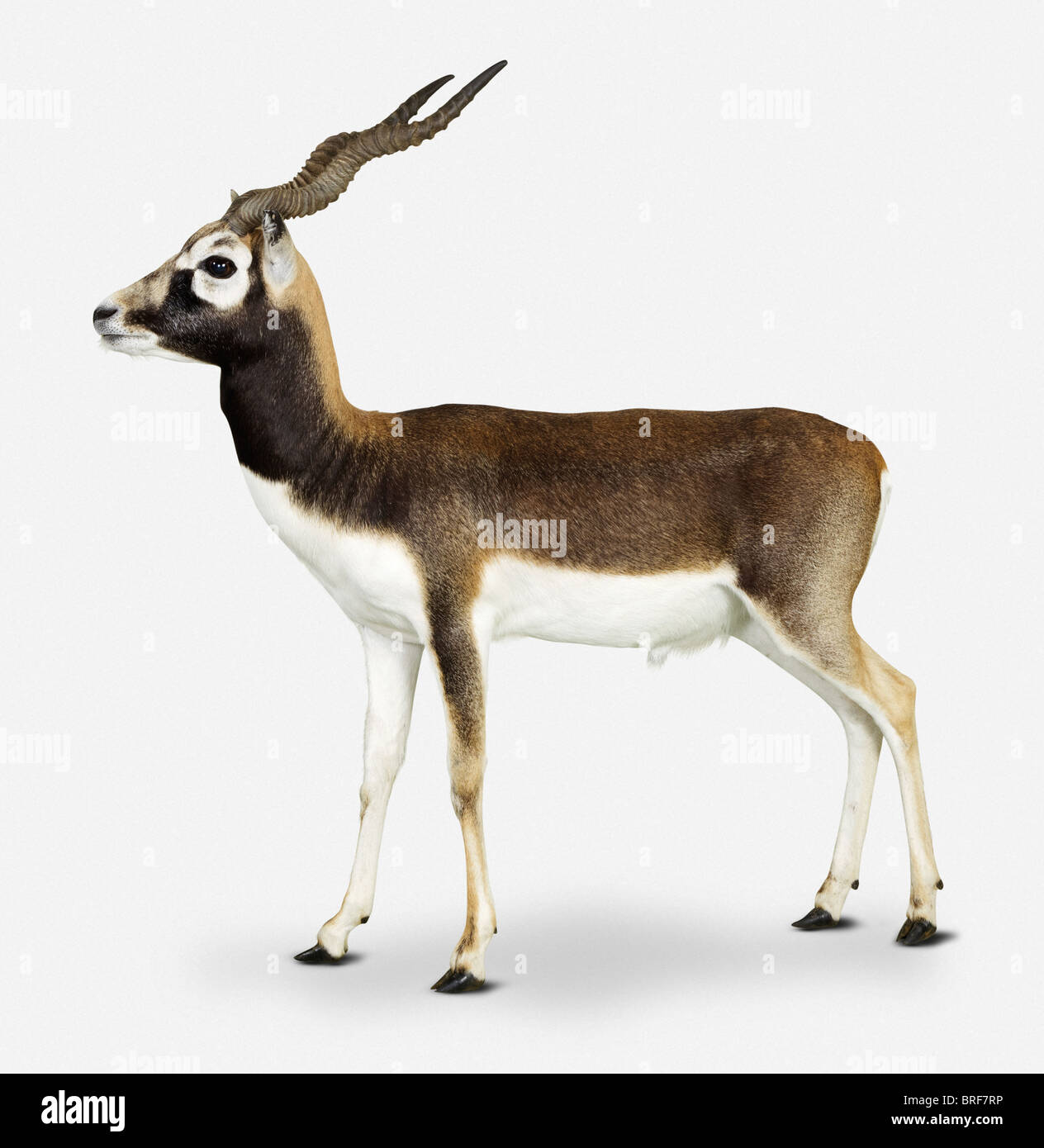 Blackbuck (Antilope cervicapra) Stock Photo