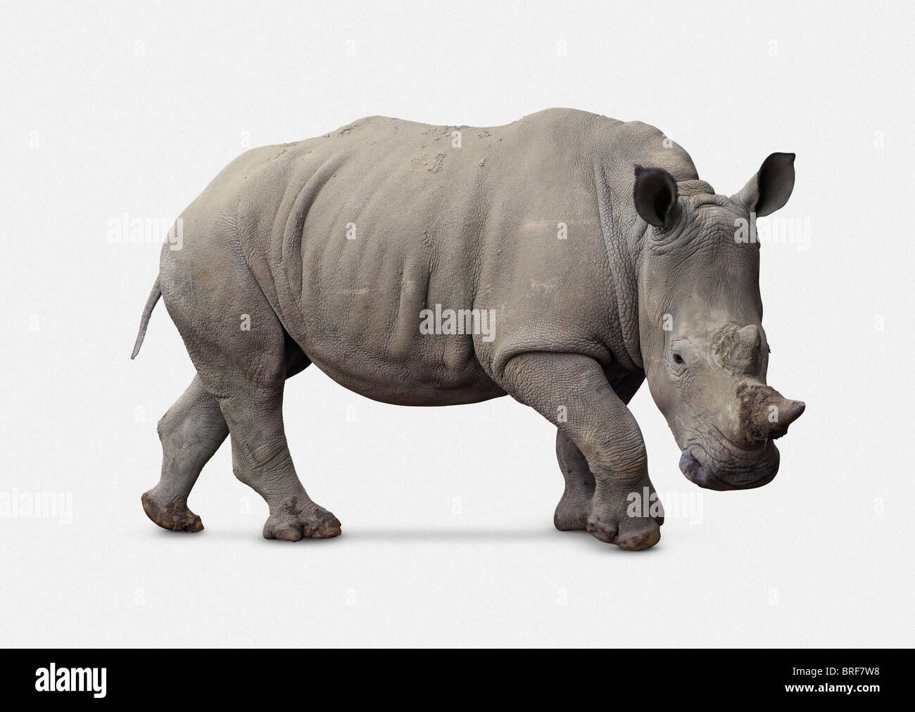 White Rhinoceros - Ceratotherium simum simum Stock Photo