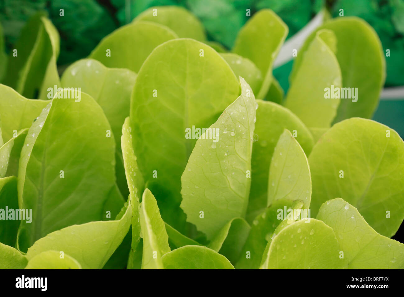 Butterhead lettuce, Lettuce (Lactuca sativa) is a temperate annual or