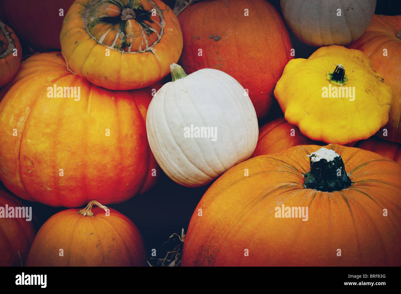 Halloween pumpkins Stock Photo