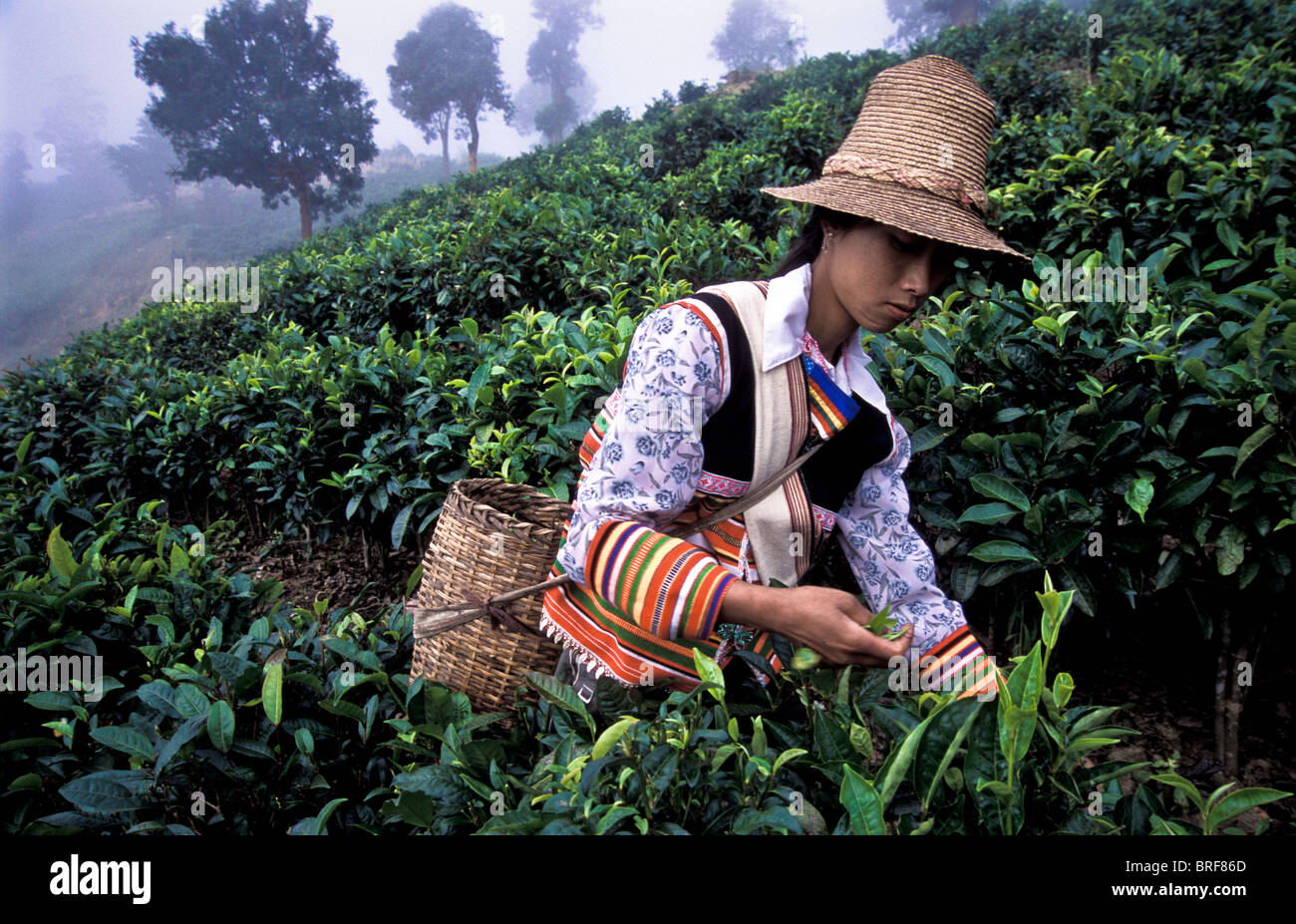 Myanmar tea plantation hires stock photography and images Alamy
