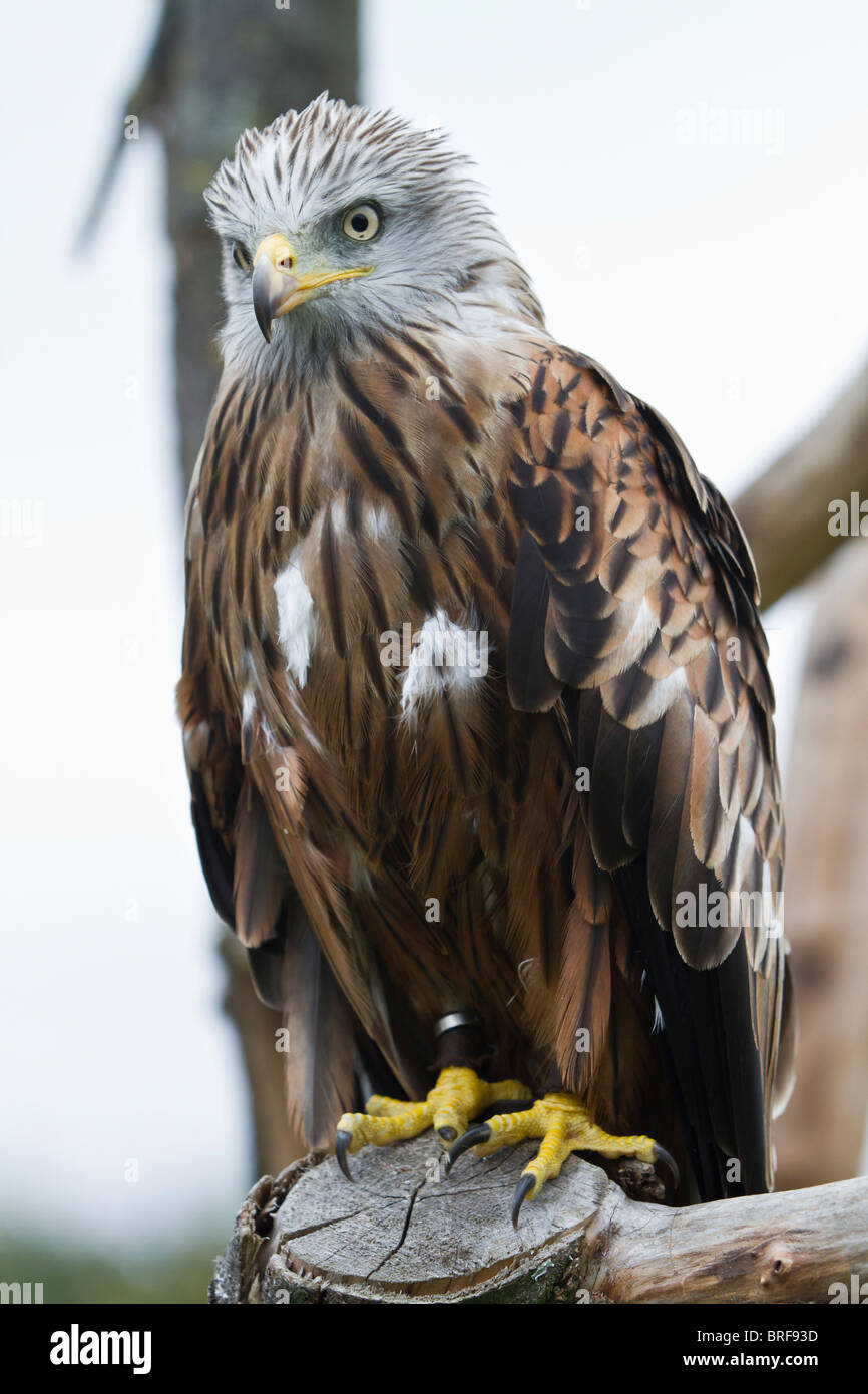 Red Kite Perching Stock Photo