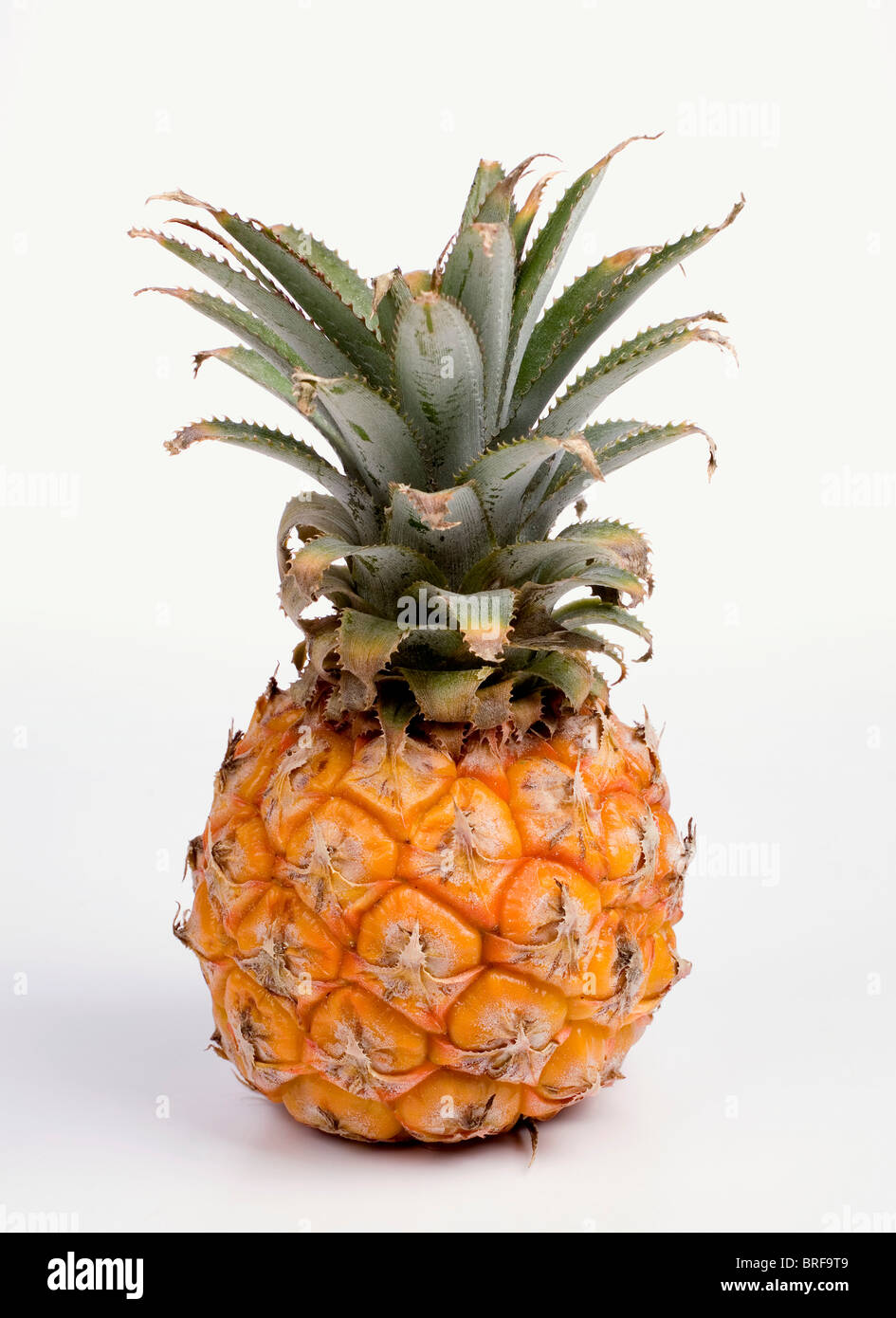 Baby pineapple on white background, close-up Stock Photo