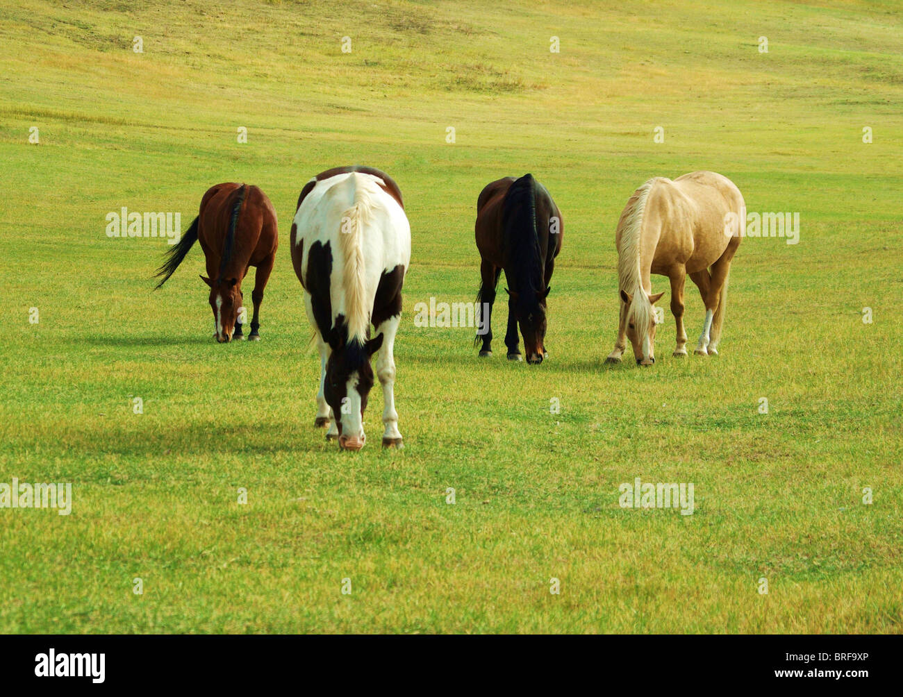 Palomino horse columbia hires stock photography and images Alamy