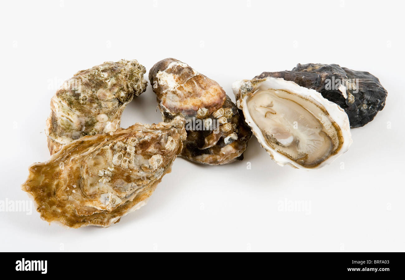 Oyster on white background, close-up Stock Photo