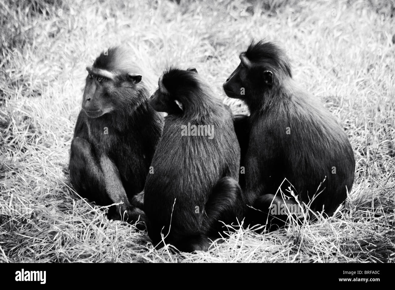 three monkeys in a group Stock Photo