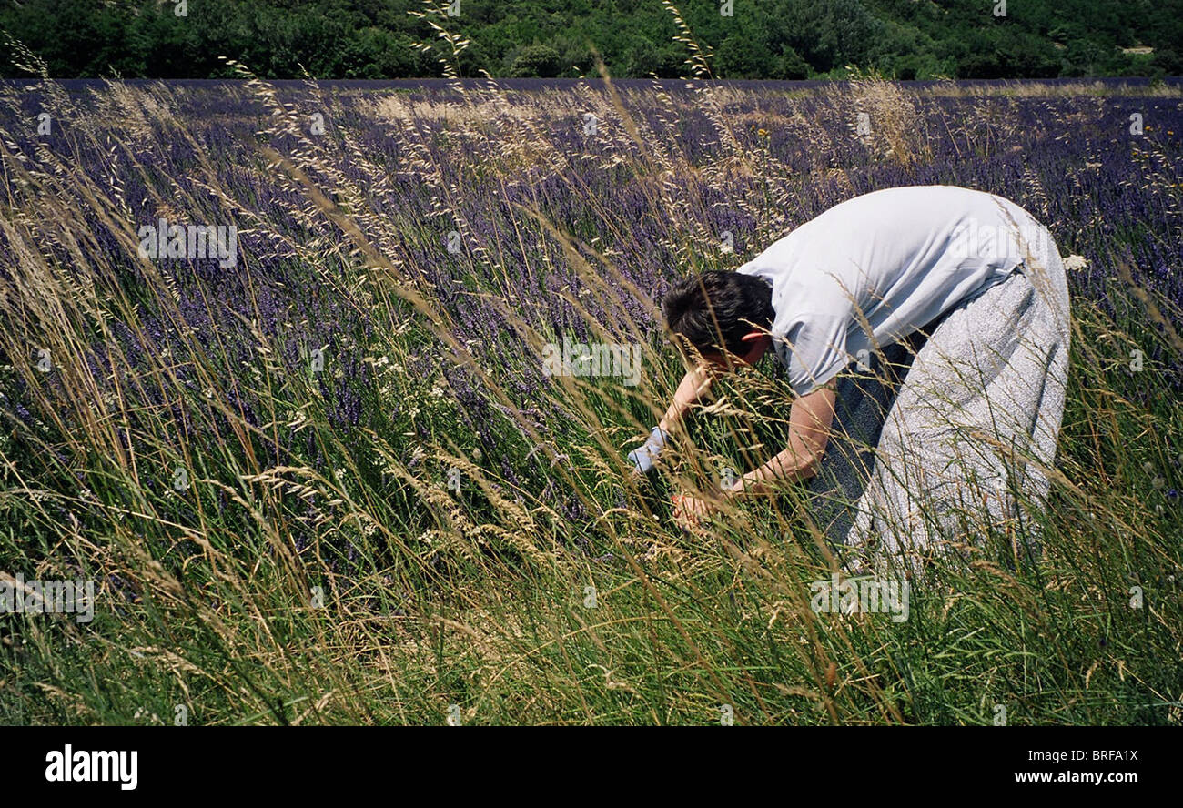 Brown haired woman wearing light blue cotton dress bent in a field of lavender in the south  of France cutting flowers. Stock Photo
