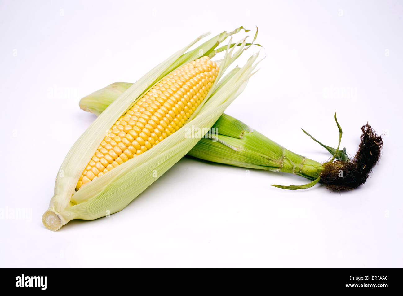 Two corn cobs against white background Stock Photo