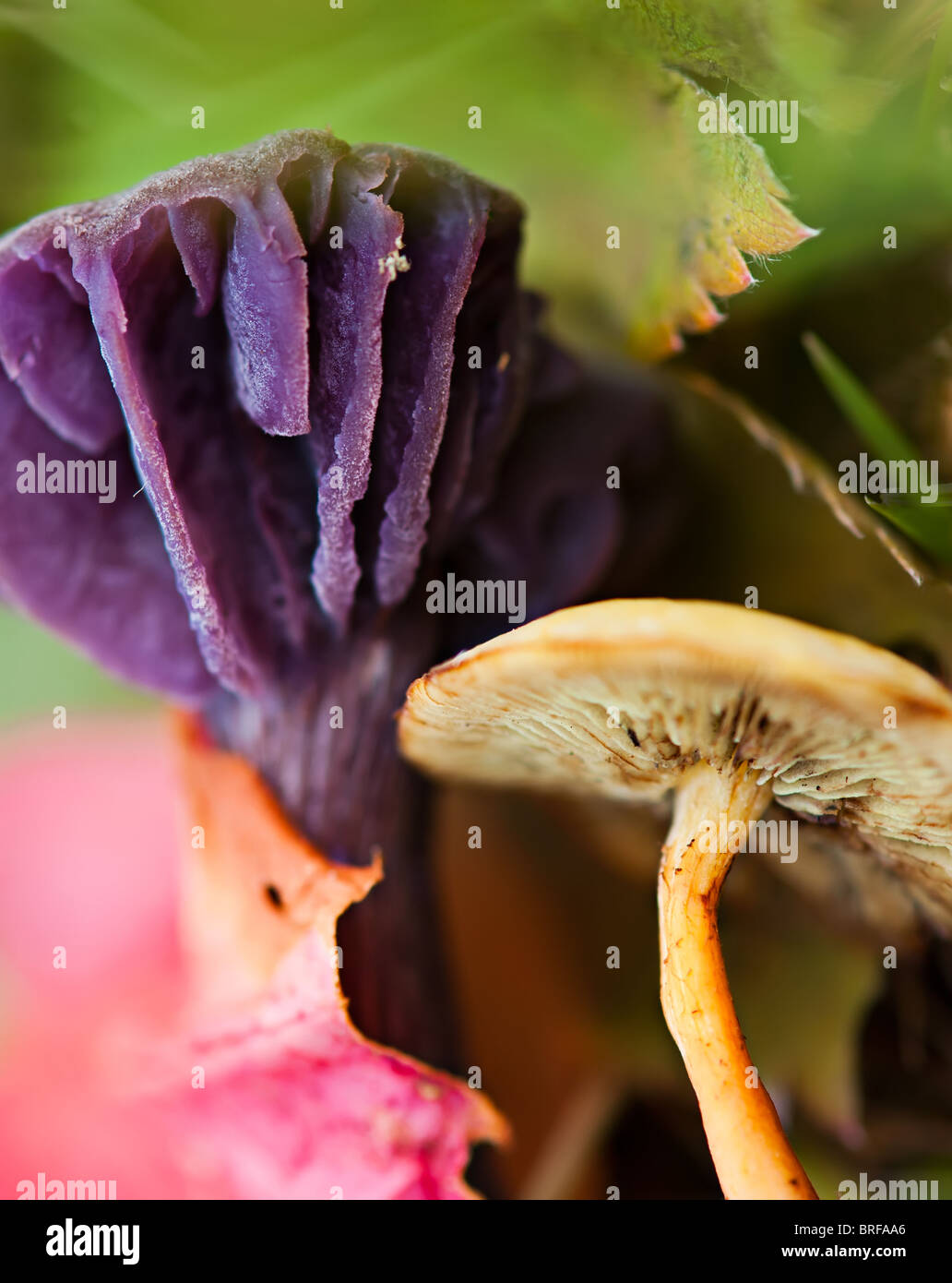 Poisonous mushroom in forest Stock Photo