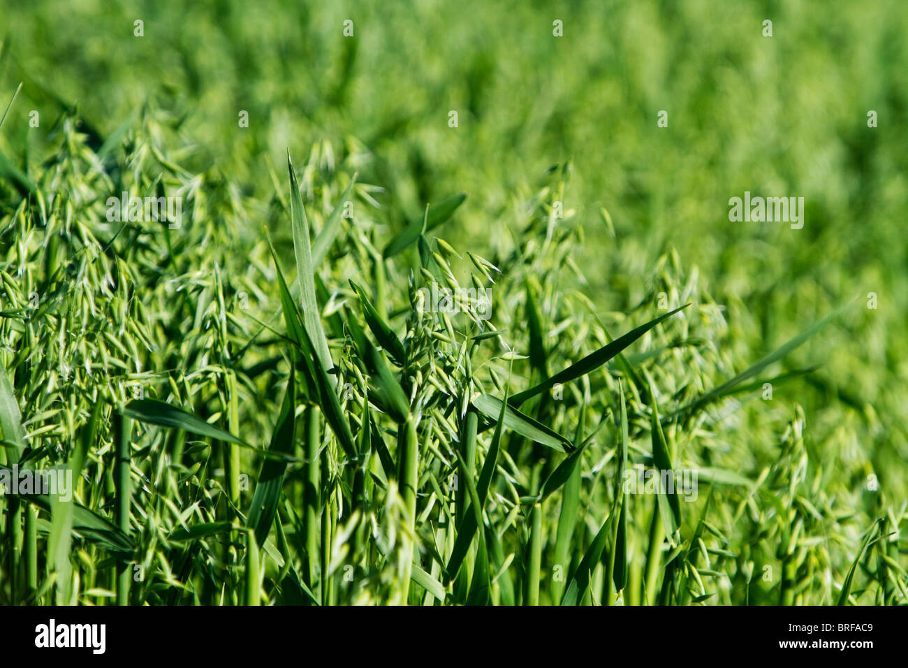 oat (Avena sativa) Stock Photo
