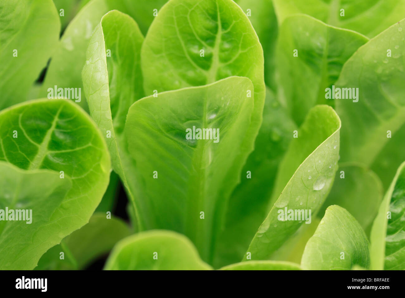 Little Gem lettuce, Lettuce (Lactuca sativa) is a temperate annual or biennial plant of the