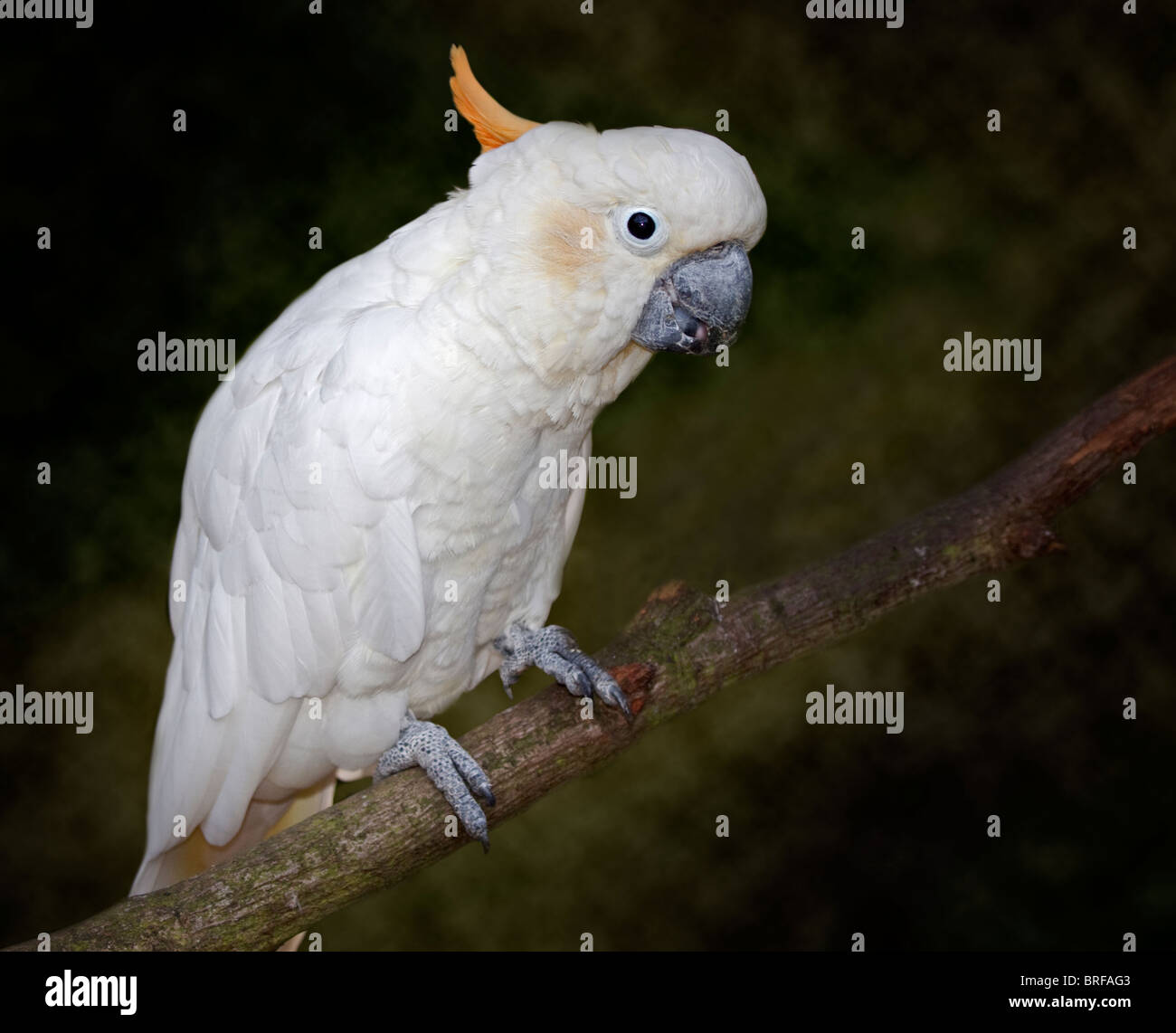 Citron Crested Cockatoo (cacatua sulphurea citrinocristata) Stock Photo