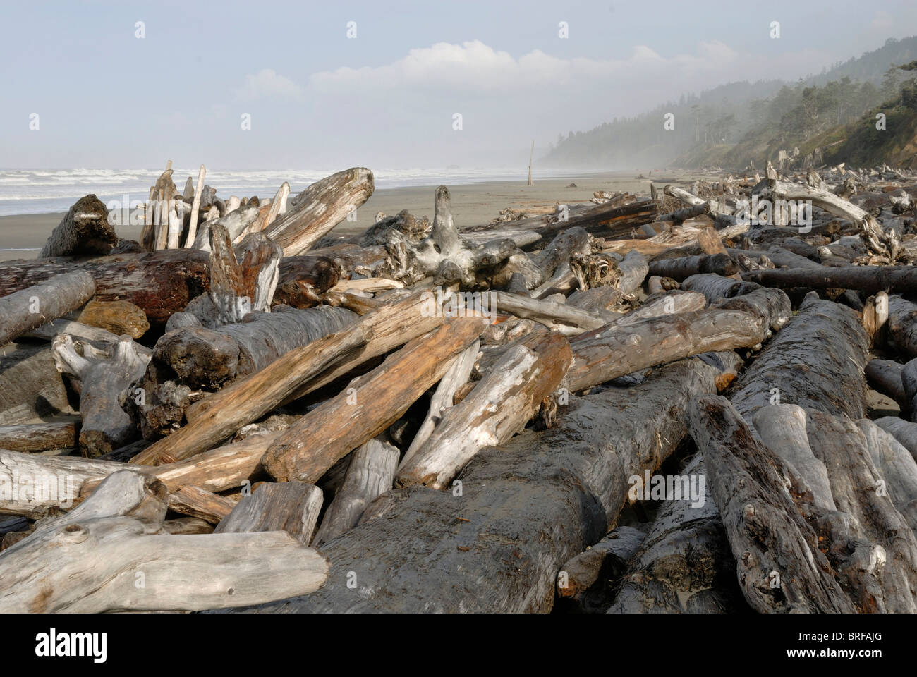 Driftwood, Driftlogs on the Pacific coast at ebb tide, Kalaloch, Olympic Peninsula, Washington, USA Stock Photo