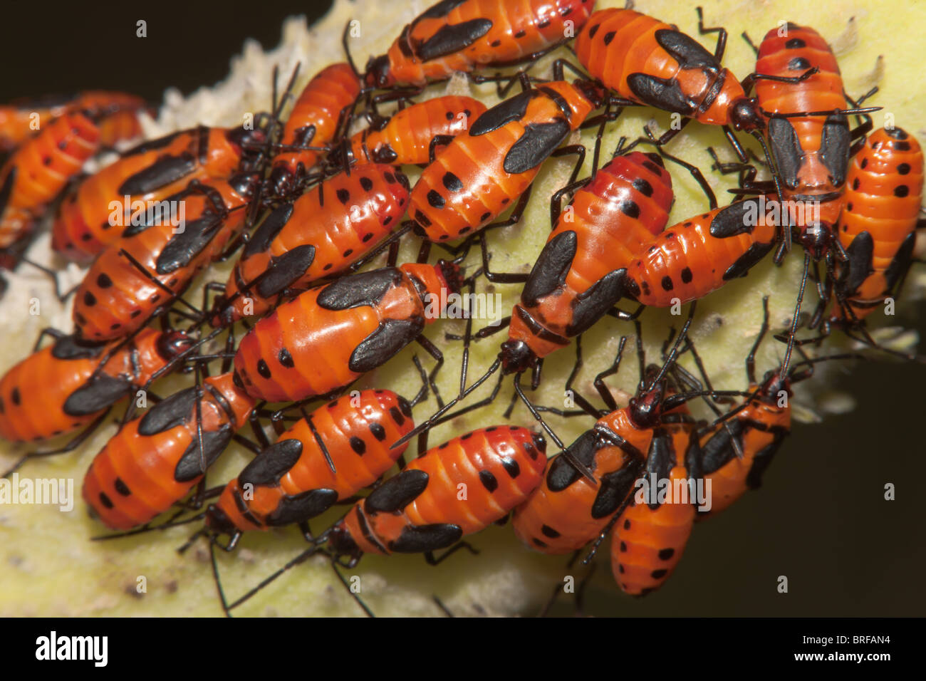Large Milkweed Bug (Oncopeltus fasciatus) Nymphs on a milkweed plant