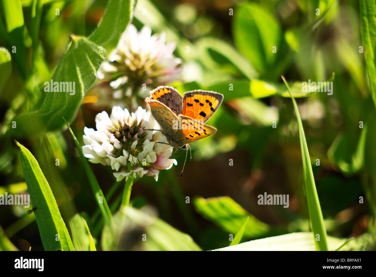 A small Copper butterfly at rest in a wild meadow of flowers Stock Photo