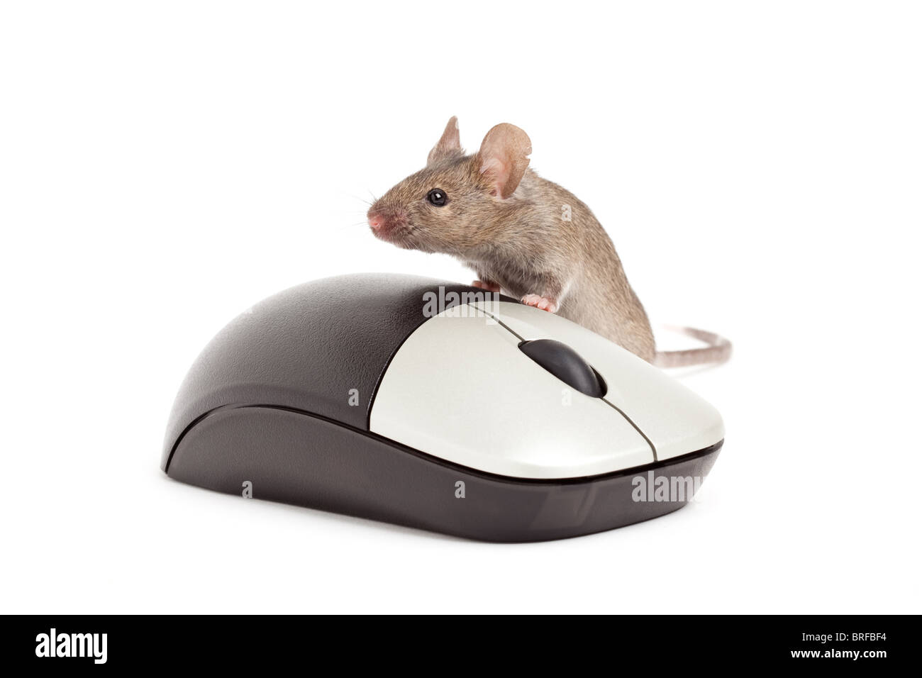 live grey mouse with computer mouse isolated on white Stock Photo