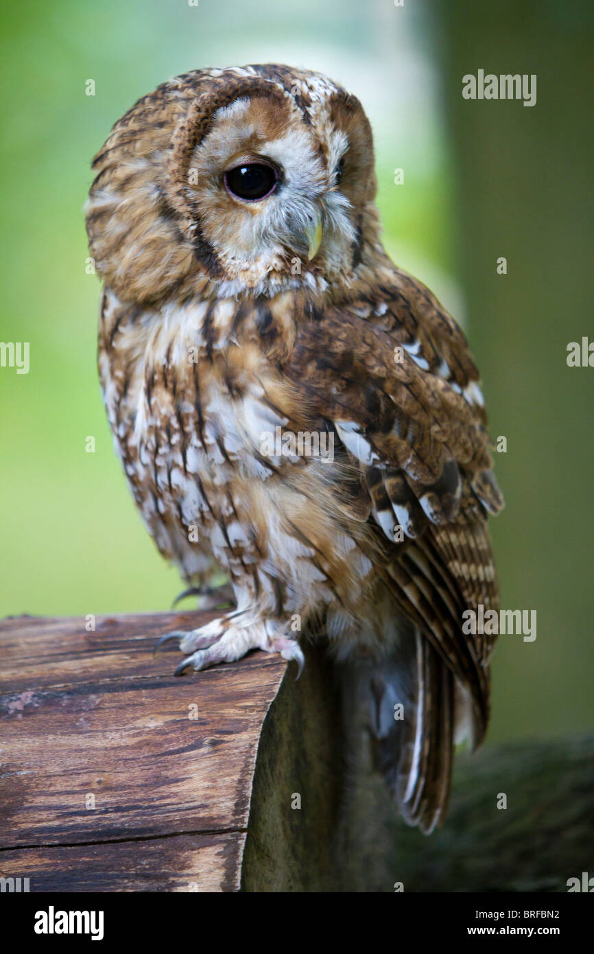 Tawny Owl Stock Photo