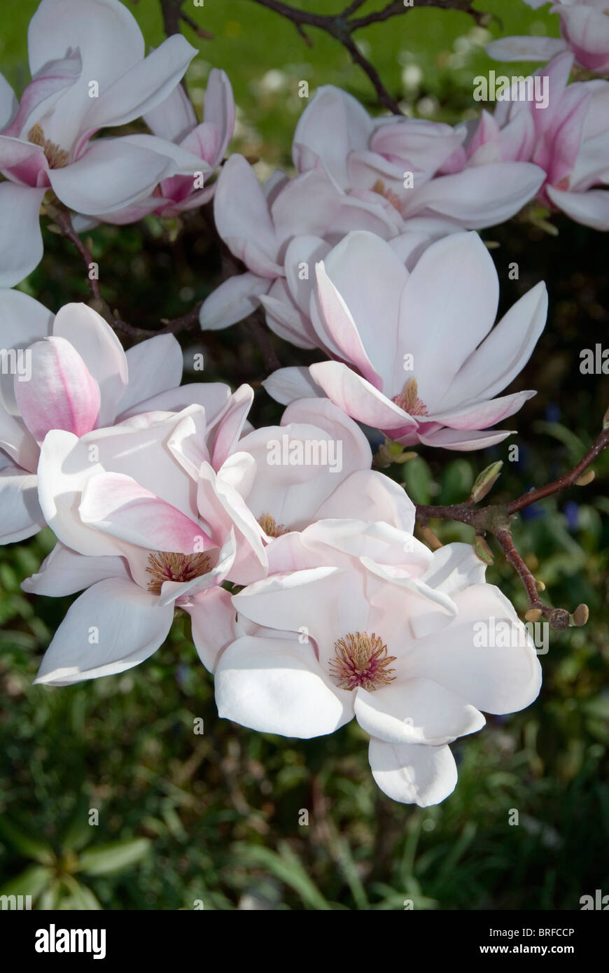 Magnolia tree deciduous tulip hi-res stock photography and images - Alamy