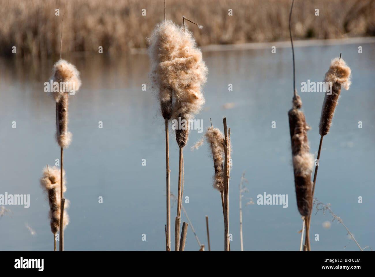 Cattail Stock Photo