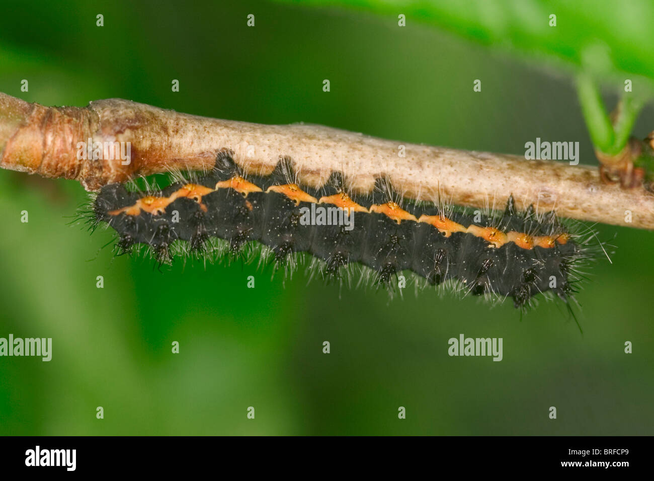 caterpillar "Emperor Moth" (Saturnia pavonia Stock Photo - Alamy