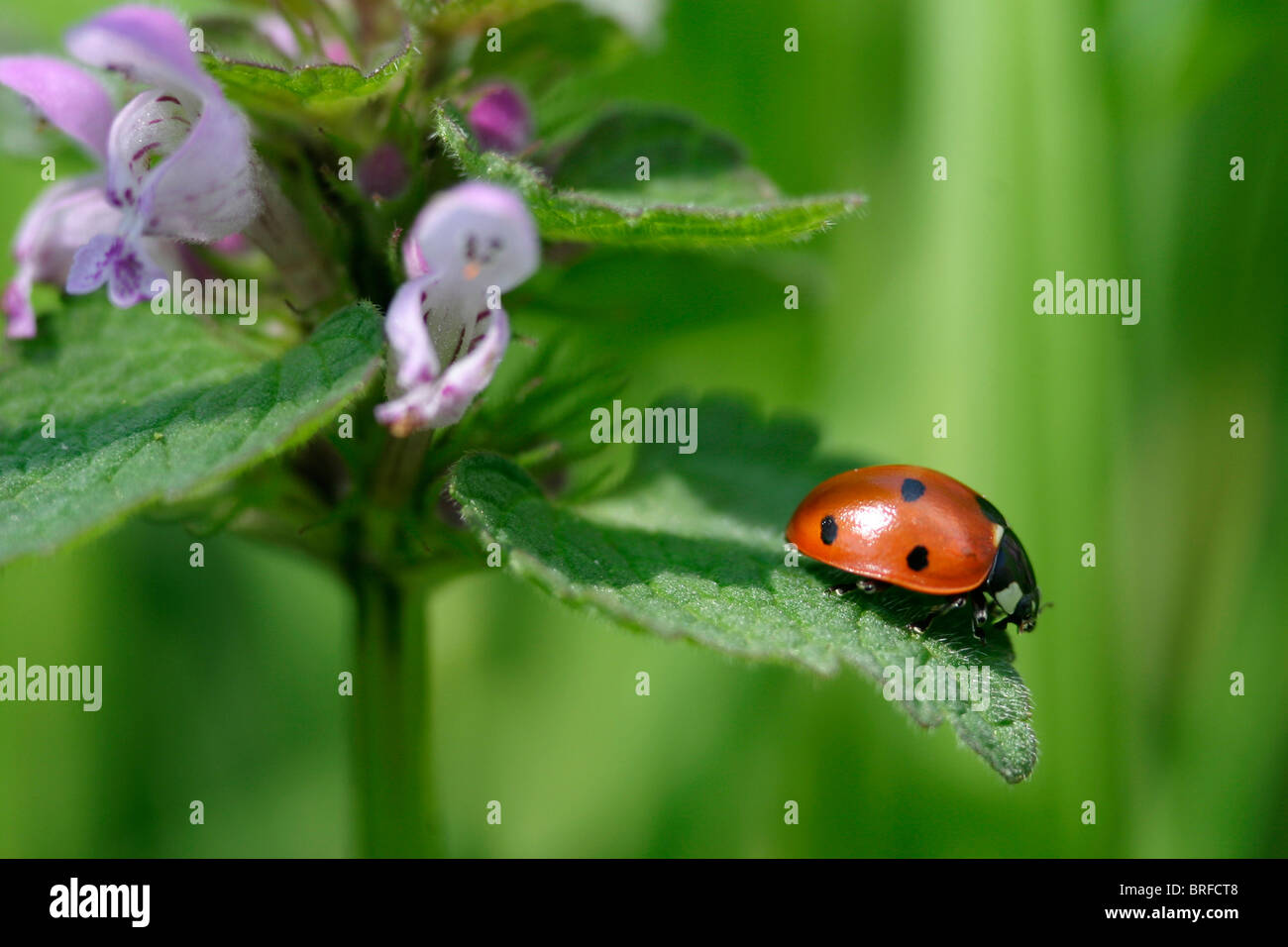 the ladybird Stock Photo