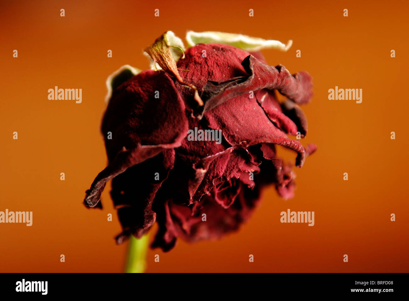 Withered red rose Stock Photo - Alamy