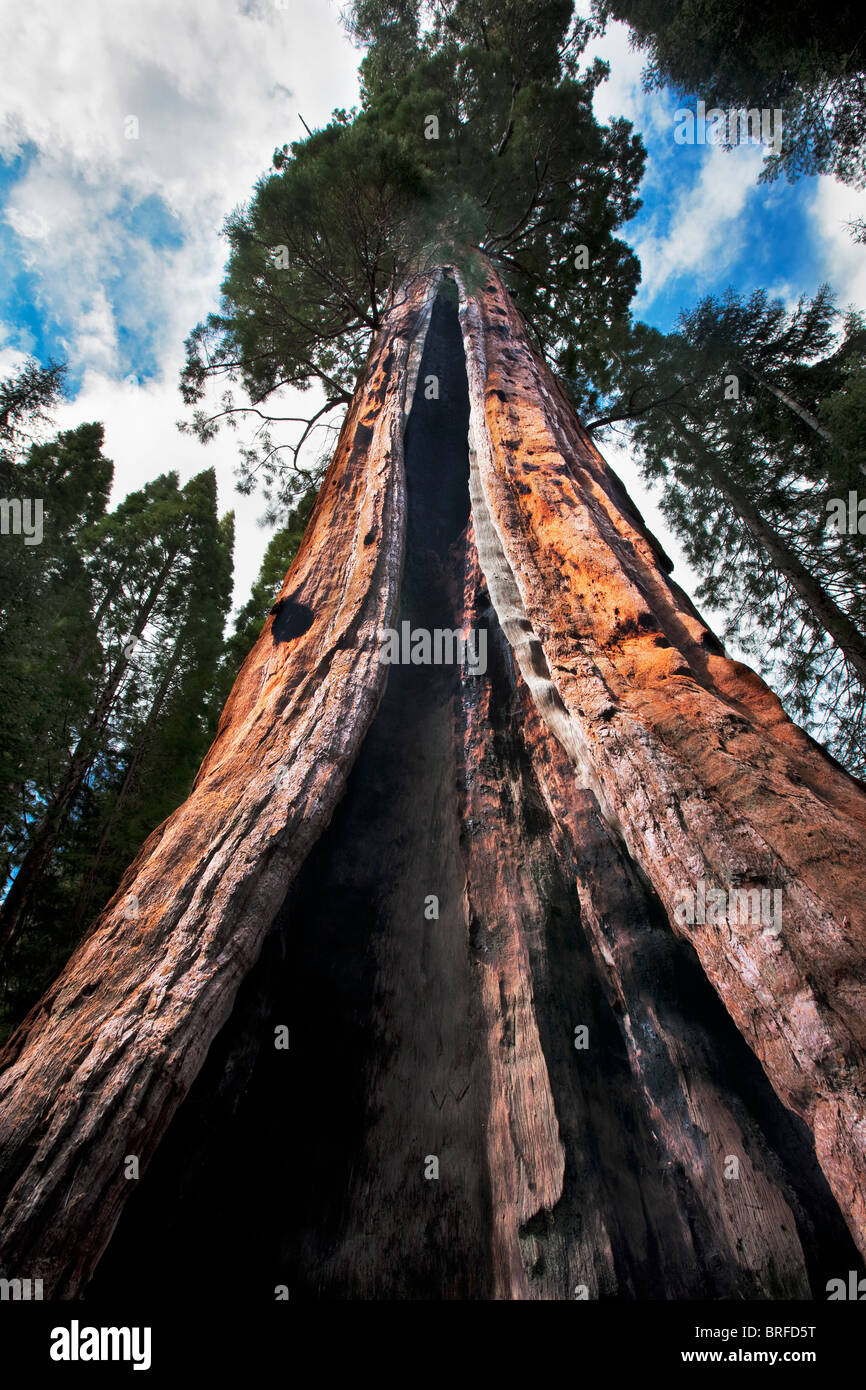 Boole tree. Kings Canyon National Park, California Stock Photo