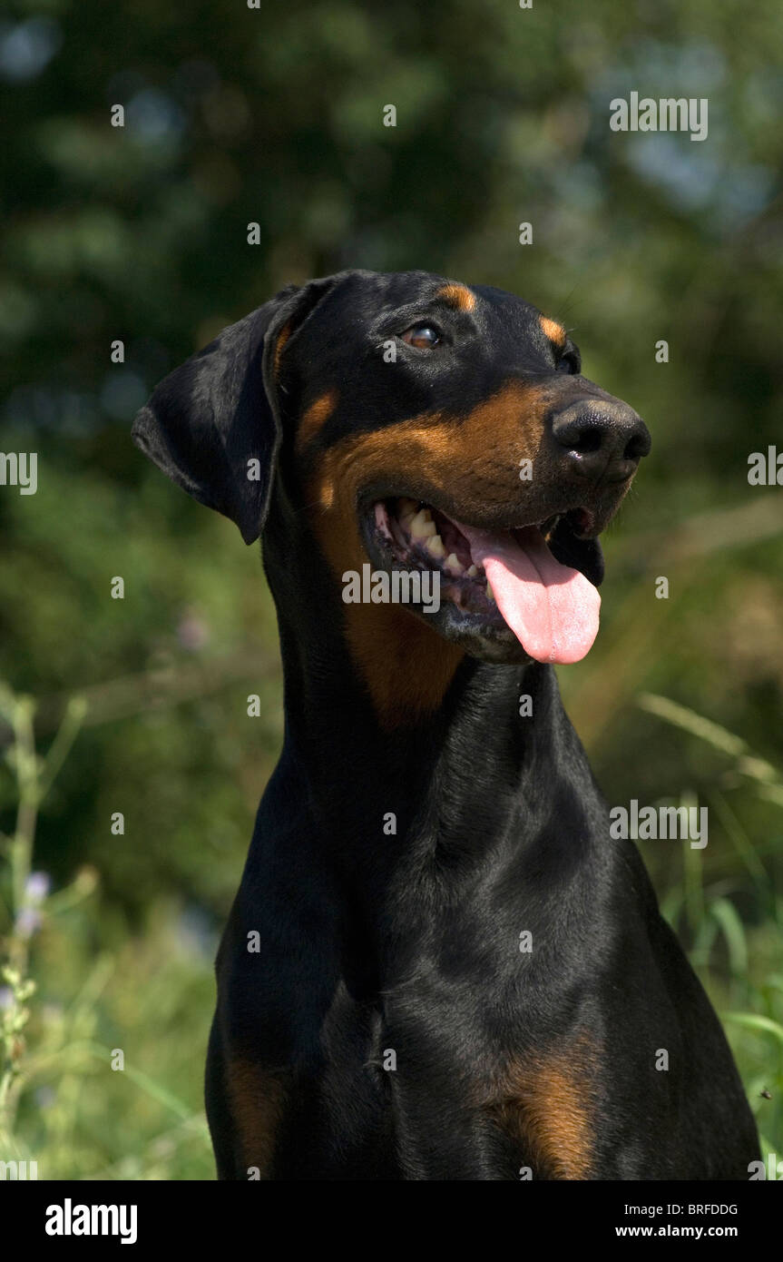 Dobermann Pinscher Portrait Stock Photo - Alamy