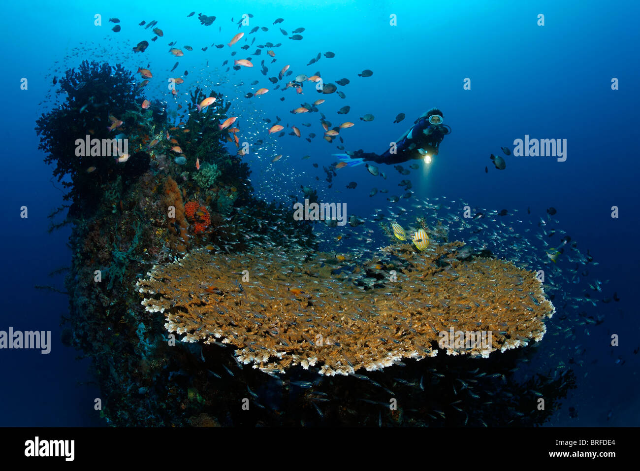 Reeftop with a large Table Coral (Acropora sp.), variety of reef fishes, scuba diver, Gangga Island, Bangka Islands Stock Photo