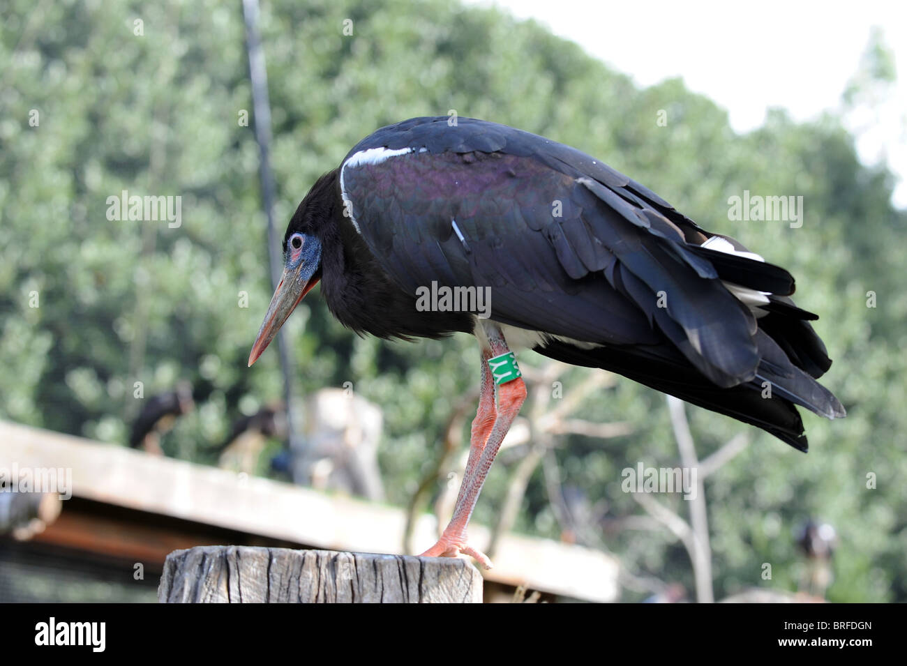 Abdim's Stork perched on a tree trunk in London Zoo Stock Photo