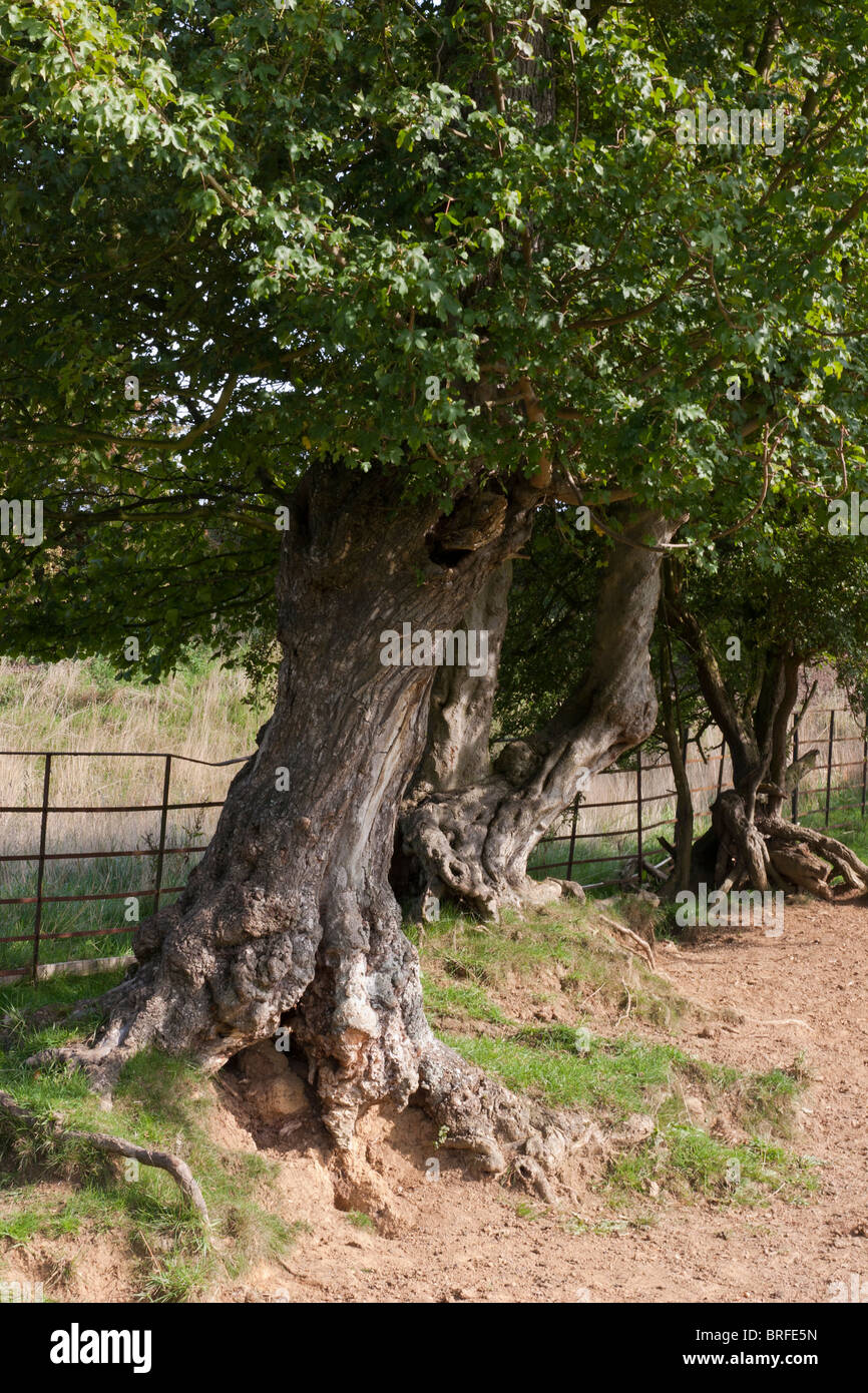 Field Maple Acer campestre (Aceraceae)  Old Tree Stock Photo