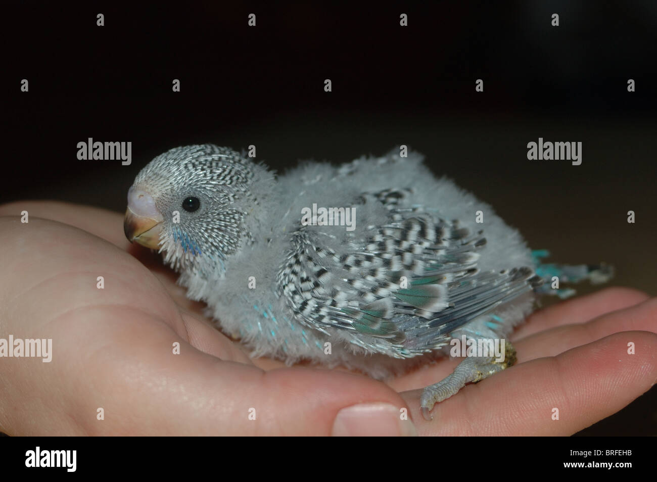 Budgie budgerigar shell grass hi-res stock photography and images - Alamy