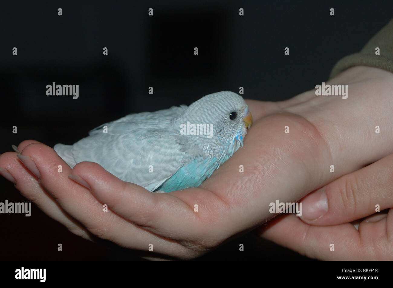 Budgie budgerigar shell grass hi-res stock photography and images - Alamy