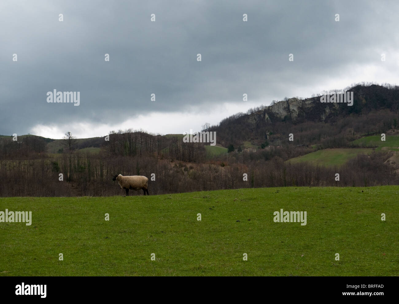 Lonely sheep grazing on a green grass land, cloudy weather, Italian countryside. Stock Photo
