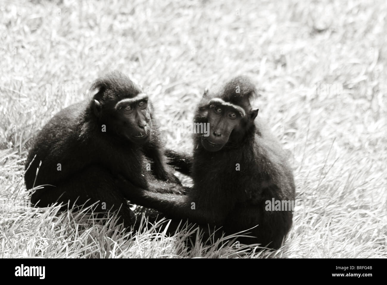 two monkeys holding each other Stock Photo