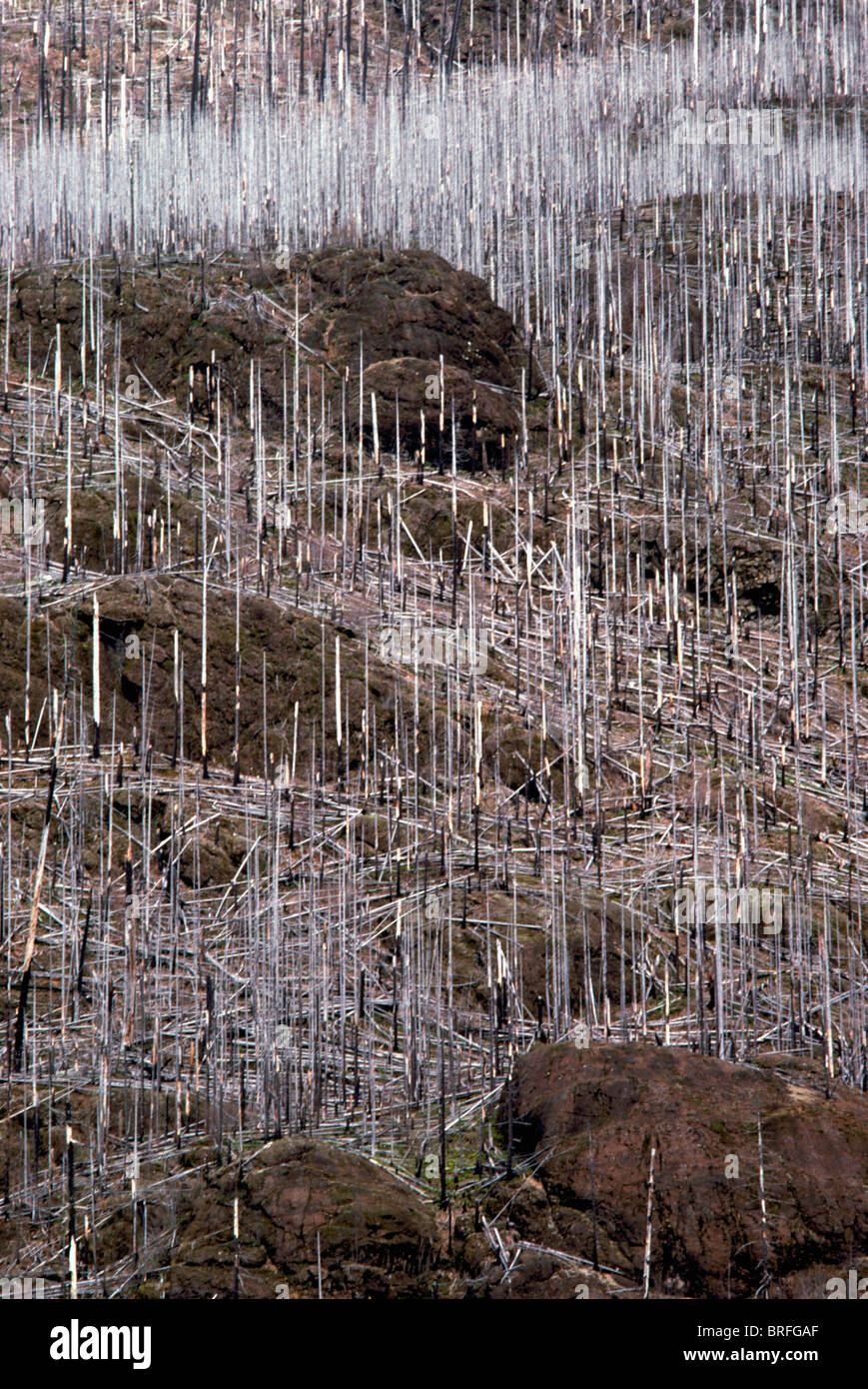 Dead and Burnt Trees, aftermath of Forest Fire, Kootenay National Park ...