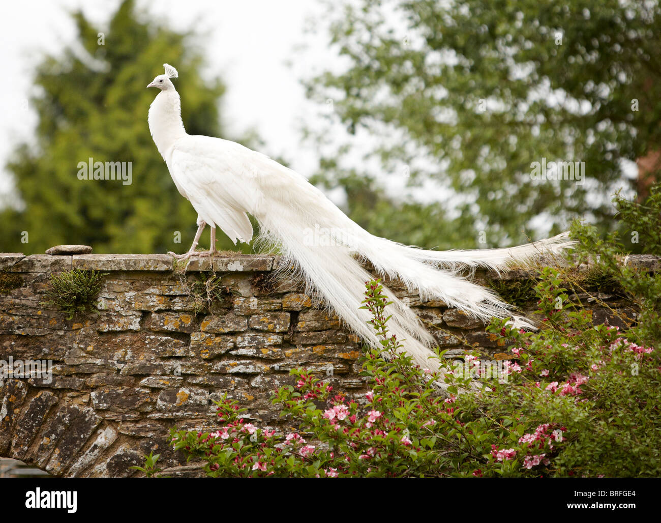 White peacock hi-res stock photography and images - Alamy