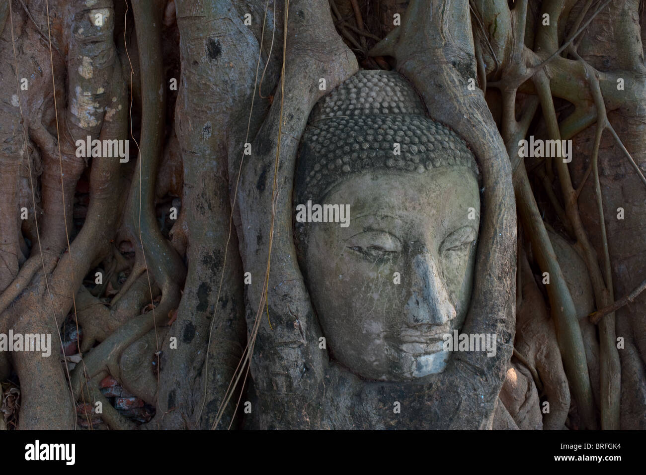 Buddha head overgrown by tree in Auyuthaya, Thailand Stock Photo