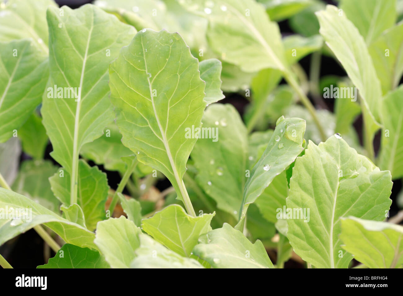 winter cabbage, Brassica oleracea capitata. Cabbage is a very hardy