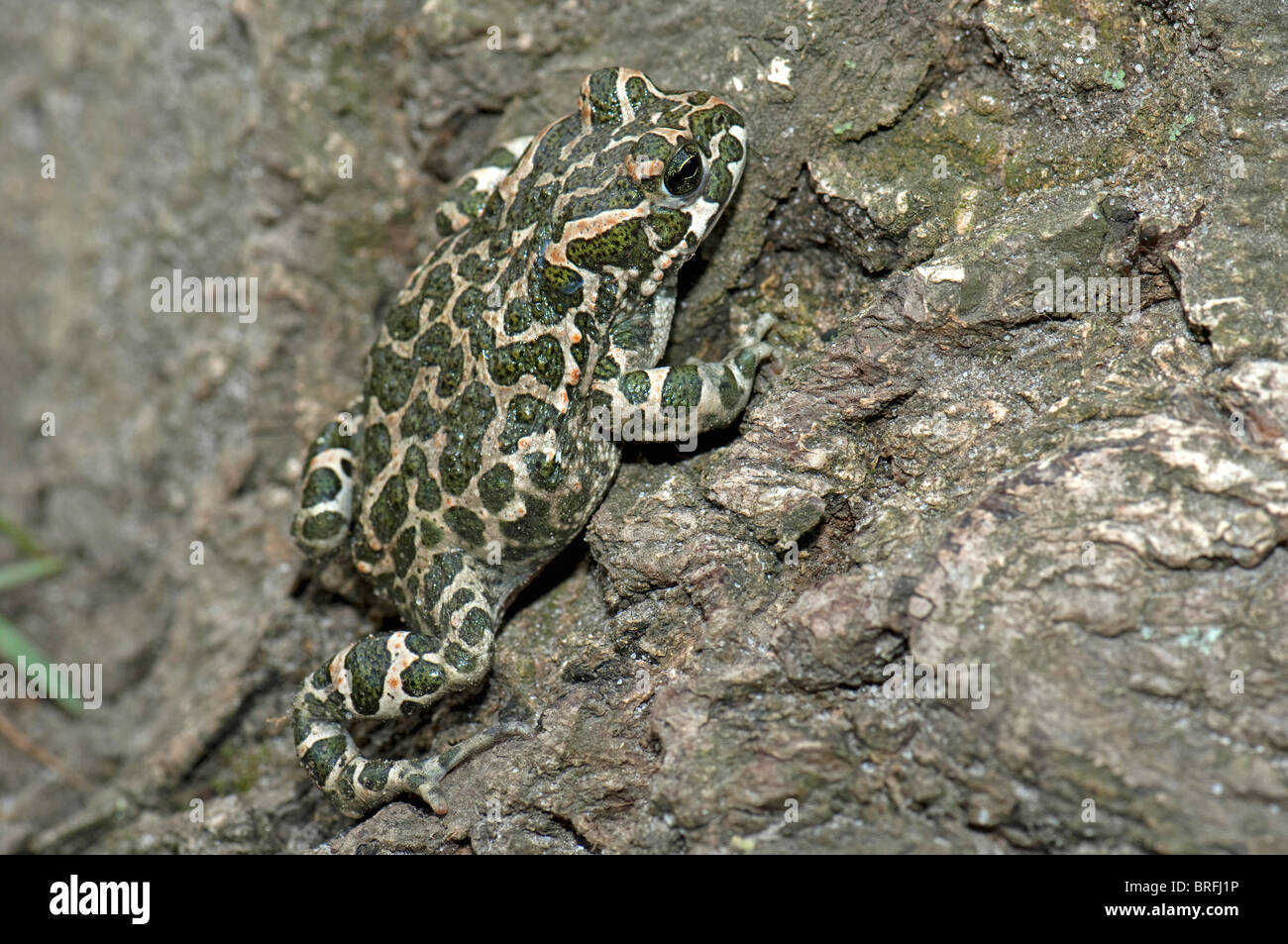 European Green Toad (Bufo viridis) climbing on a rock. Stock Photo