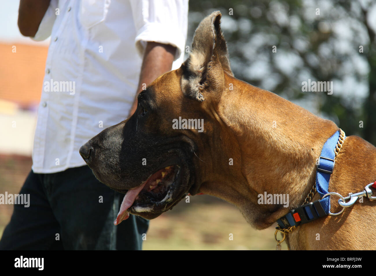Great Dane at the 23rd All India Open Dog Show held at ChandraSekharan