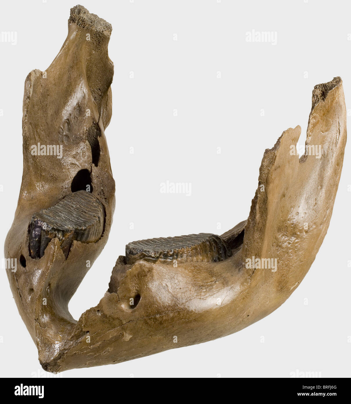 Mammoths lower jaw age approximately hires stock photography and