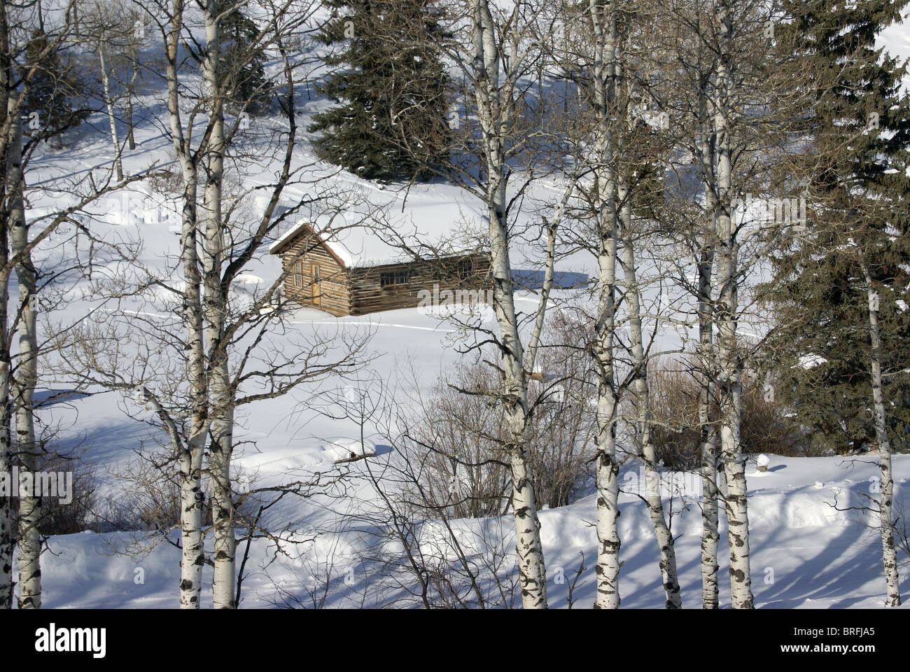 Old Western Cabin In Snow With Aspens Cordillera Colorado Stock
