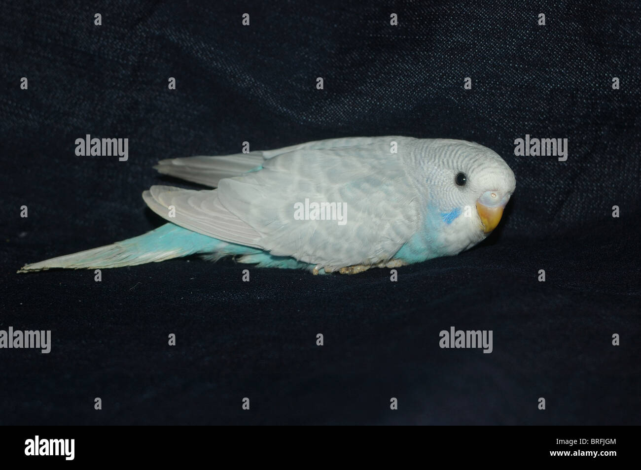 Budgie Budgerigar Shell Grass High Resolution Stock Photography and ...