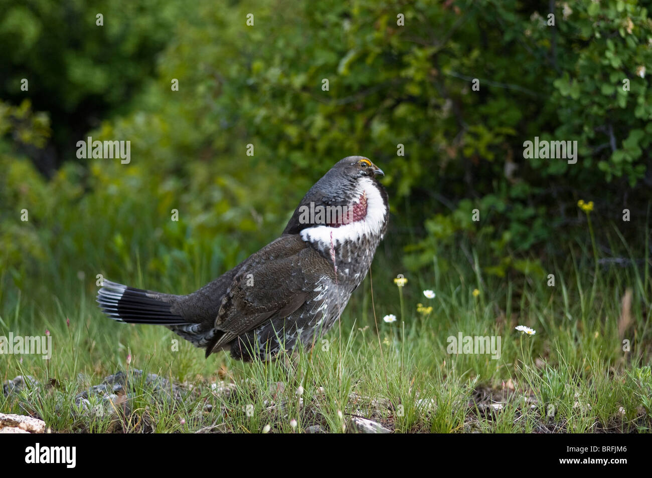 Dusky grouse hires stock photography and images Alamy